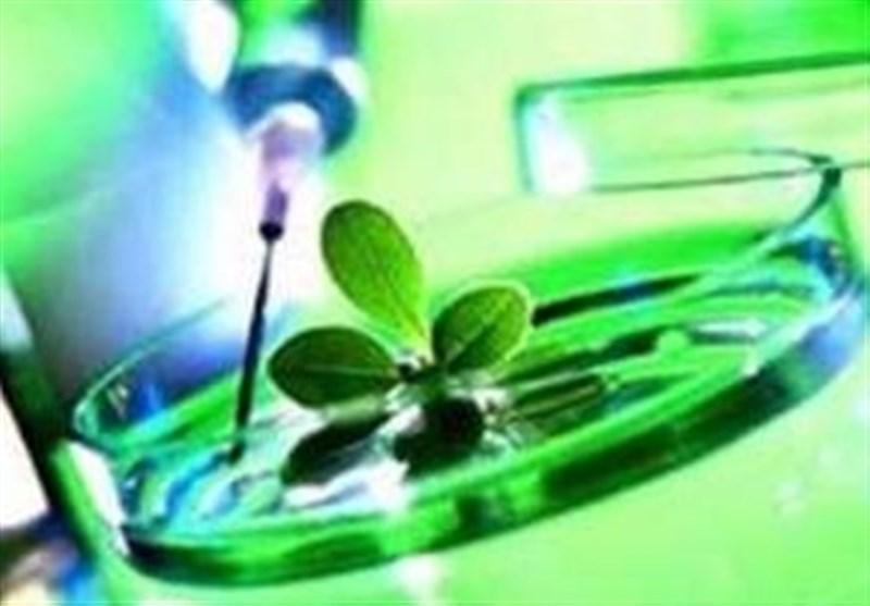 صندلی ایران بین 5 تولیدکننده نخست آسیا در زیست فناوری