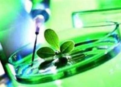 صندلی ایران بین 5 تولیدکننده نخست آسیا در زیست فناوری