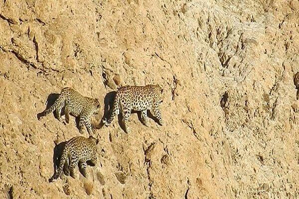 ابهت پلنگ ایرانی در بام زاگرس