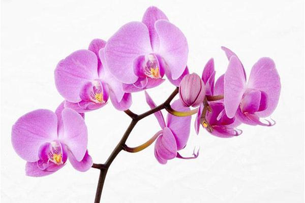 نحوه نگهداری گل ارکیده و روش های تکثیر