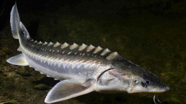 خطر انقراض در کمین ماهیان خاویاری خزری