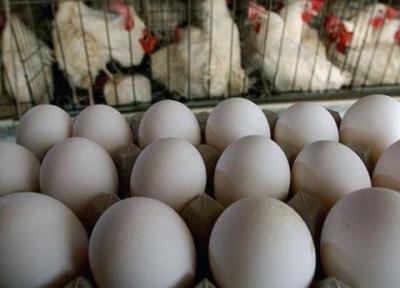 افزایش فراوری تخم مرغ در 3 ماهه پایانی سال