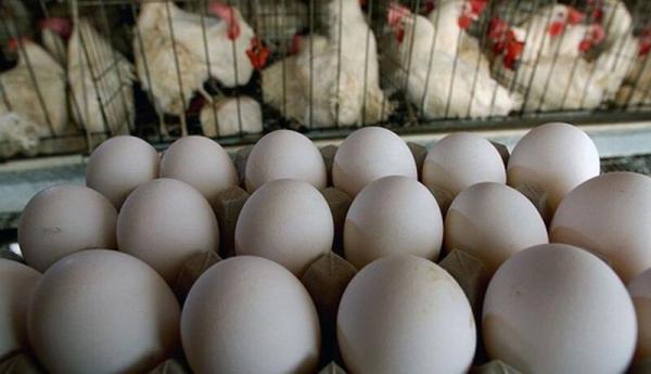 افزایش فراوری تخم مرغ در 3 ماهه پایانی سال
